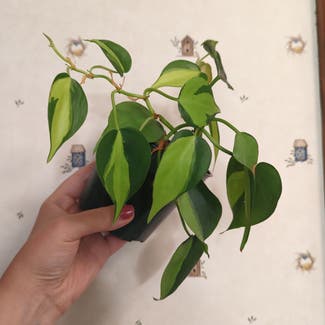 Philodendron Brasil plant in Portland, Maine