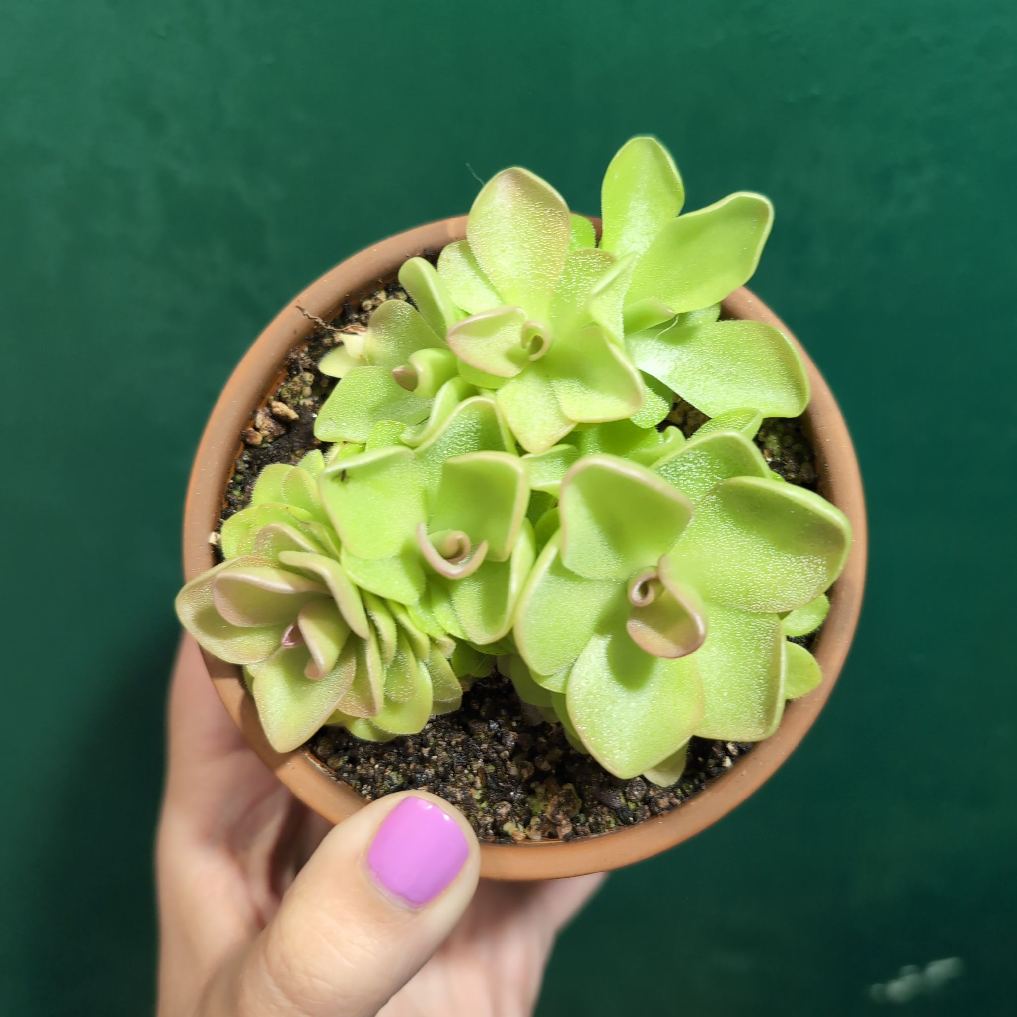 Mexican Butterwort plant in a small pot held by a hand, with slight browning on some leaves.
