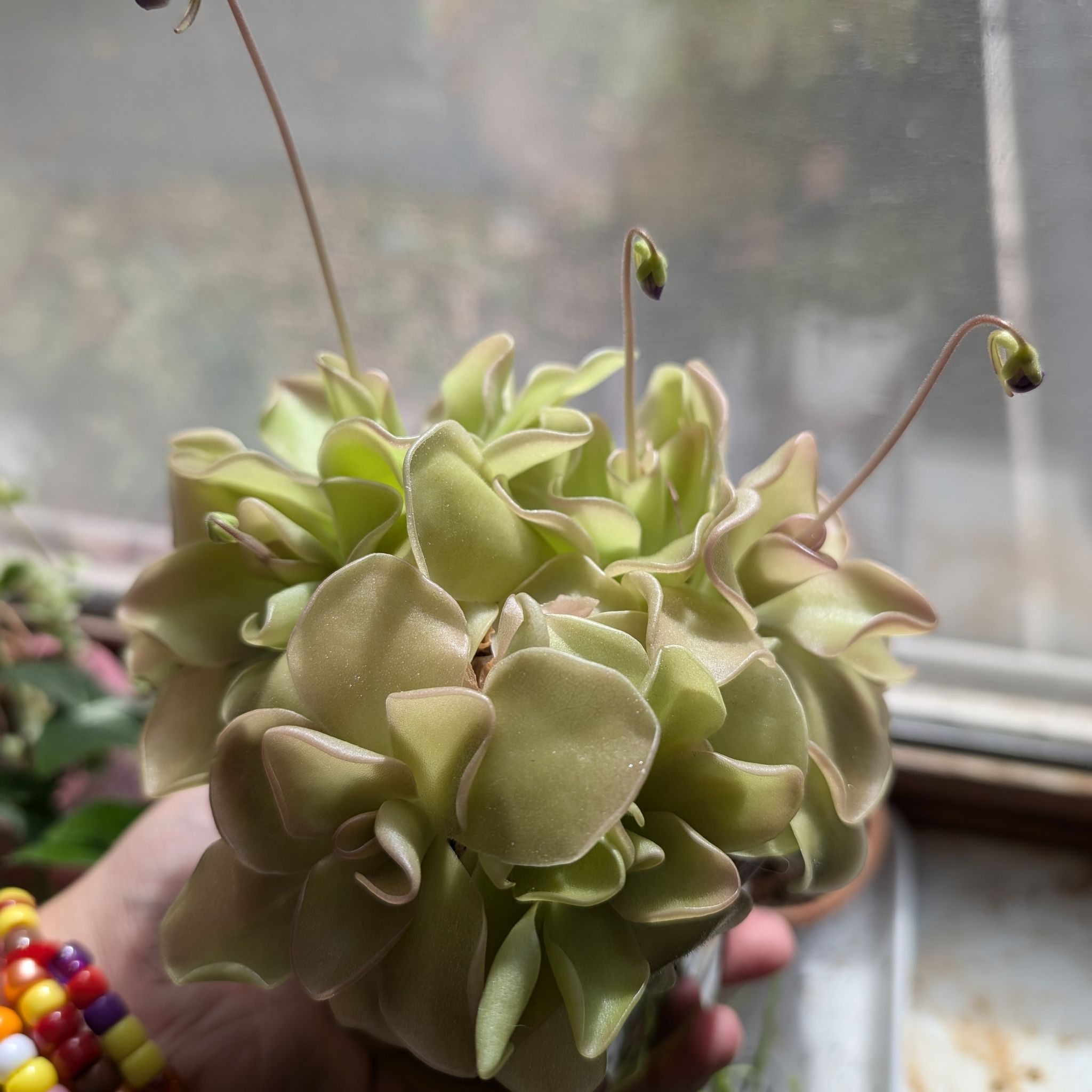 Carnivorous, Pinguicula - "Blippi Flower"