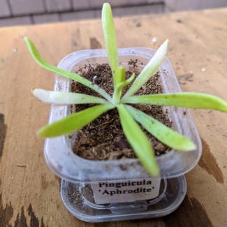 Pinguicula 'aphrodite' plant in Portland, Maine