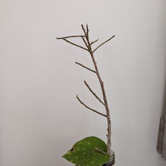 Ficus triangularis 'Variegata' plant in Portland, Maine