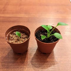 Prop, seed - #seedlingraceseries - vittarifolium x