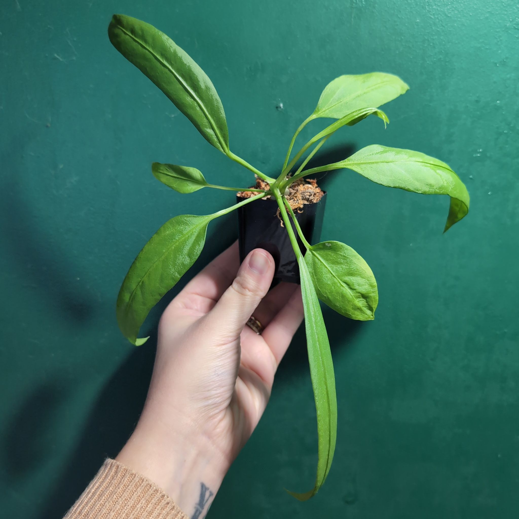 Anthurium - 'Fleet' (Seedling Race Series)