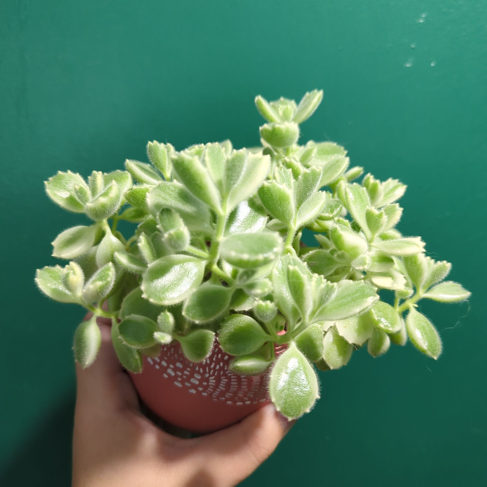 Succulent - Bear's Paws