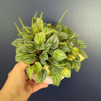 Silver Frost Peperomia plant in Portland, Maine