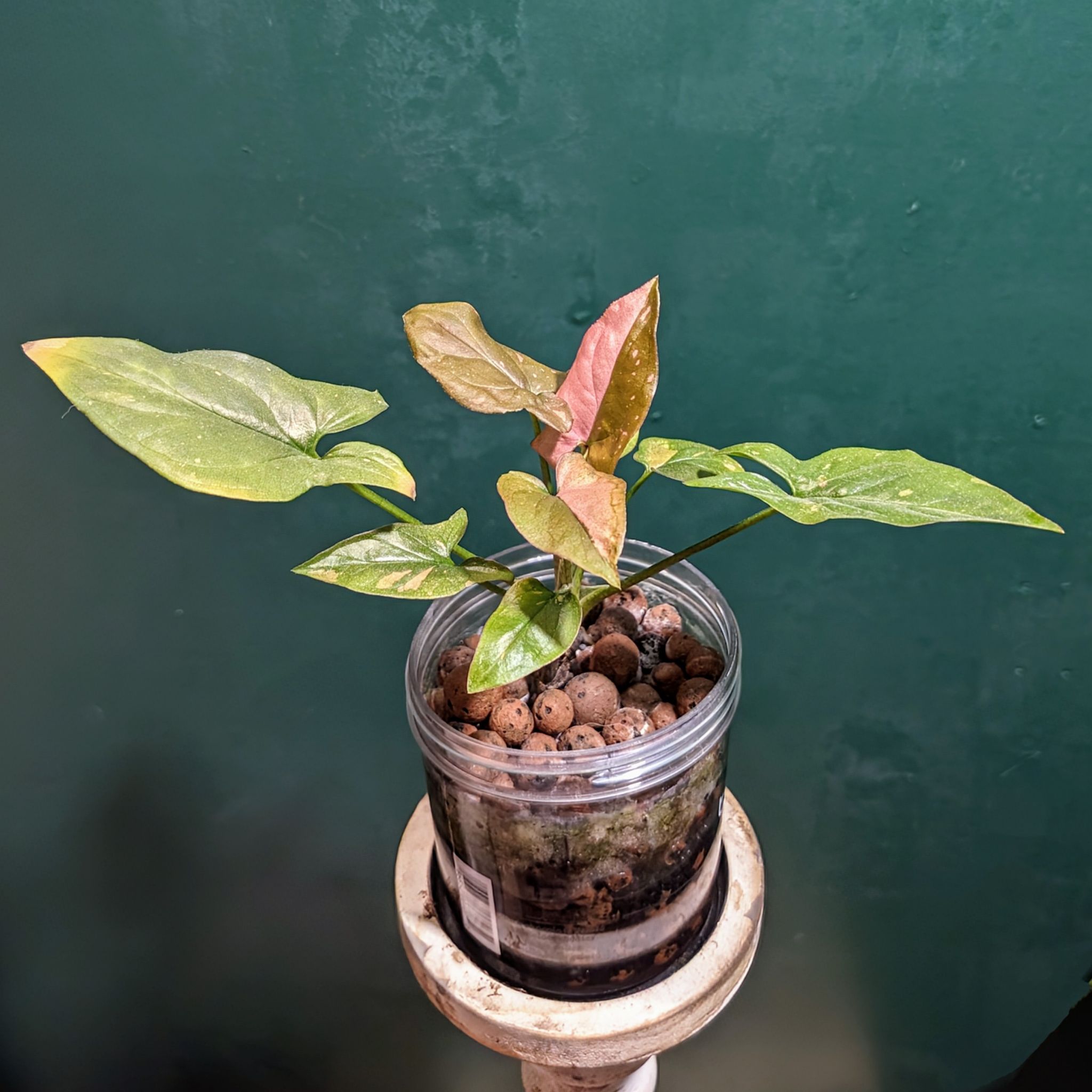 Pink Splash Arrowhead Vine in a clear container with visible soil and clay pebbles.