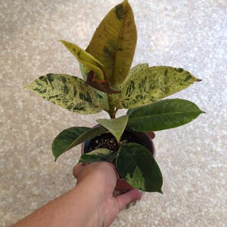 Ficus elastica 'Shivereana' plant in Portland, Maine