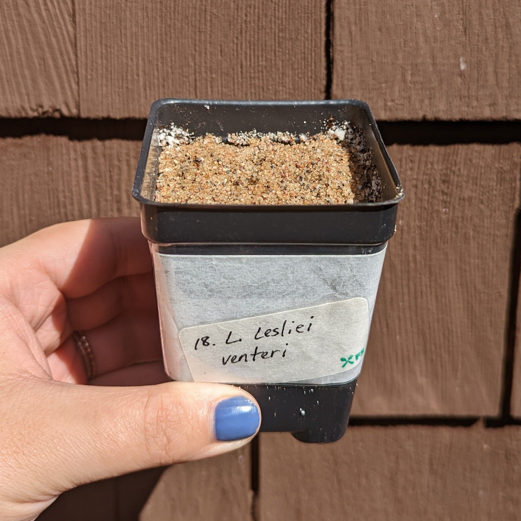 Props, Seed - Lithops Seeds 18