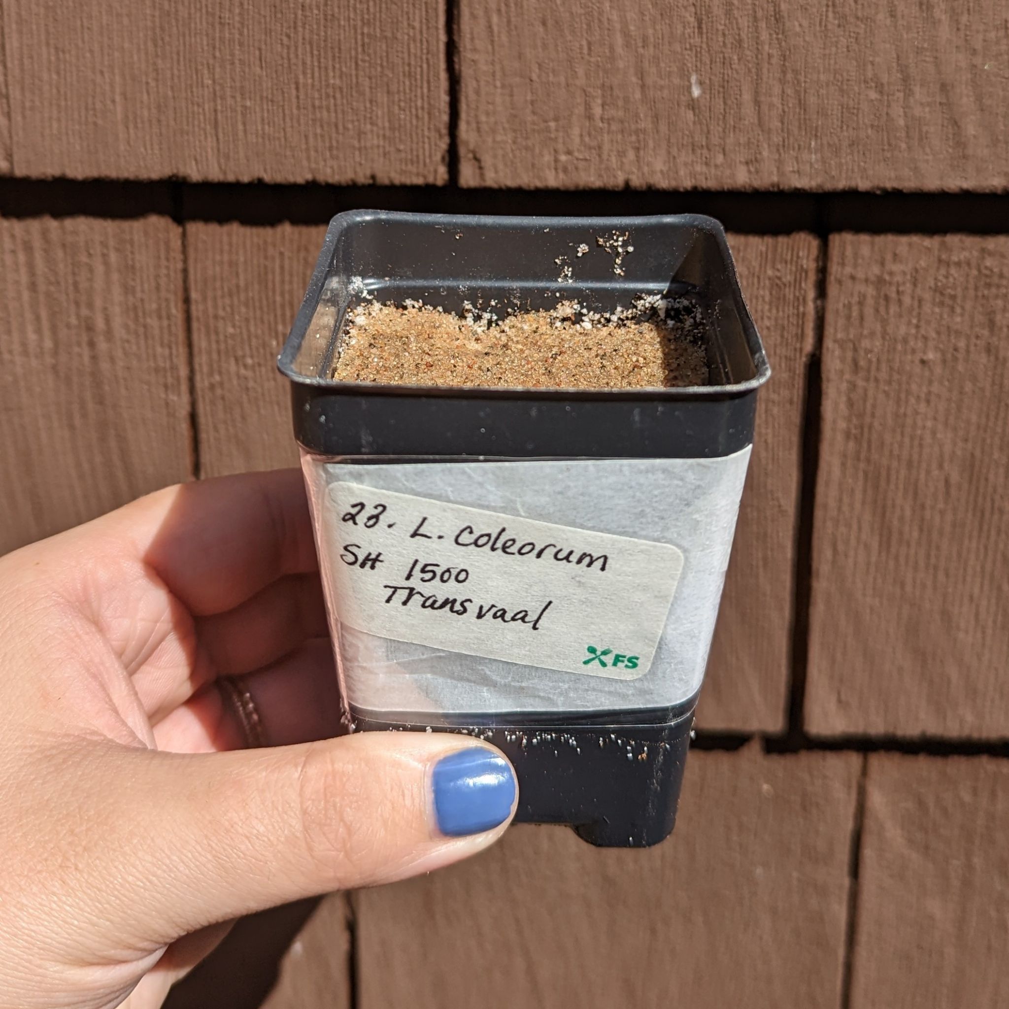 Props, seed - Lithops Seeds 23