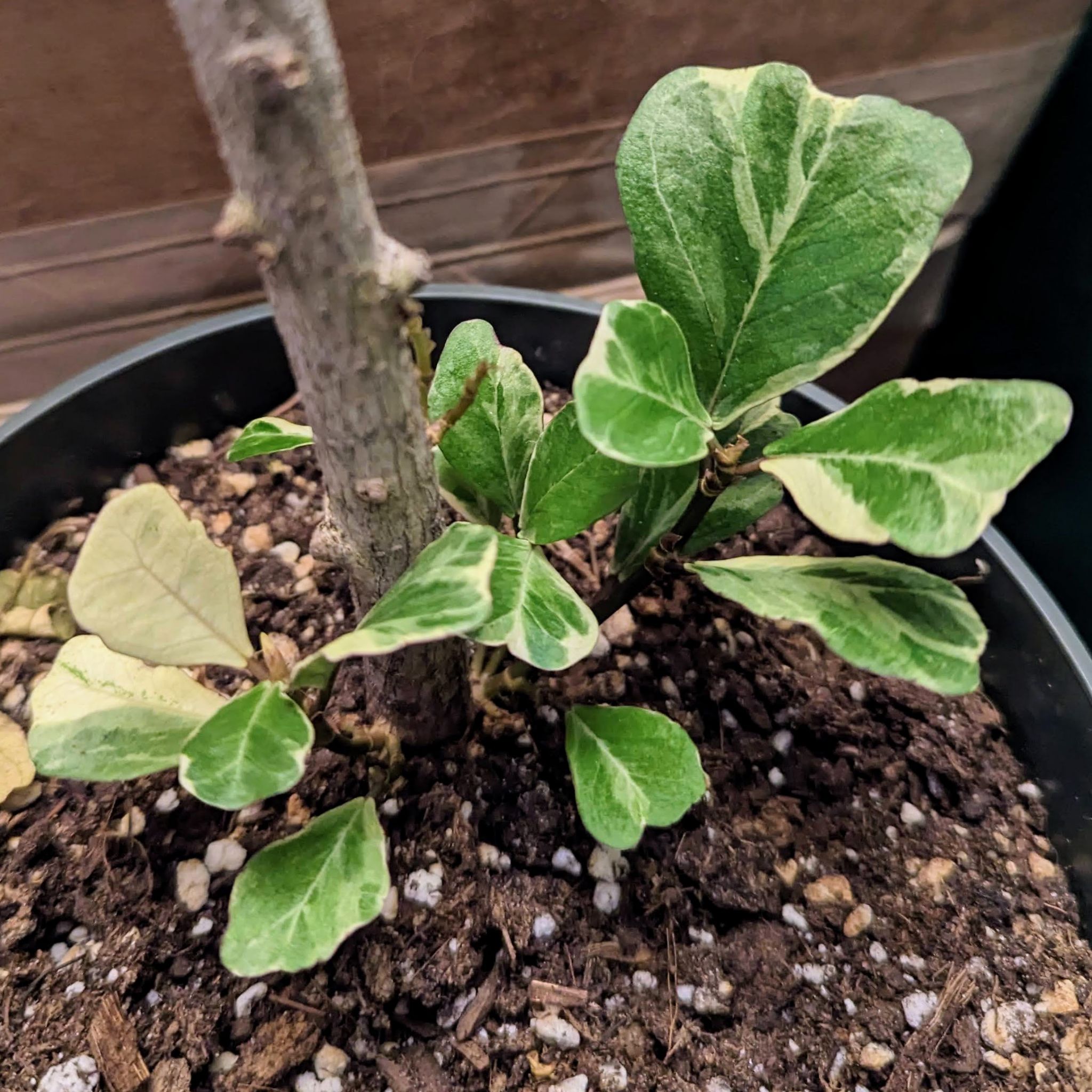 Ficus - Triangularis Variegata