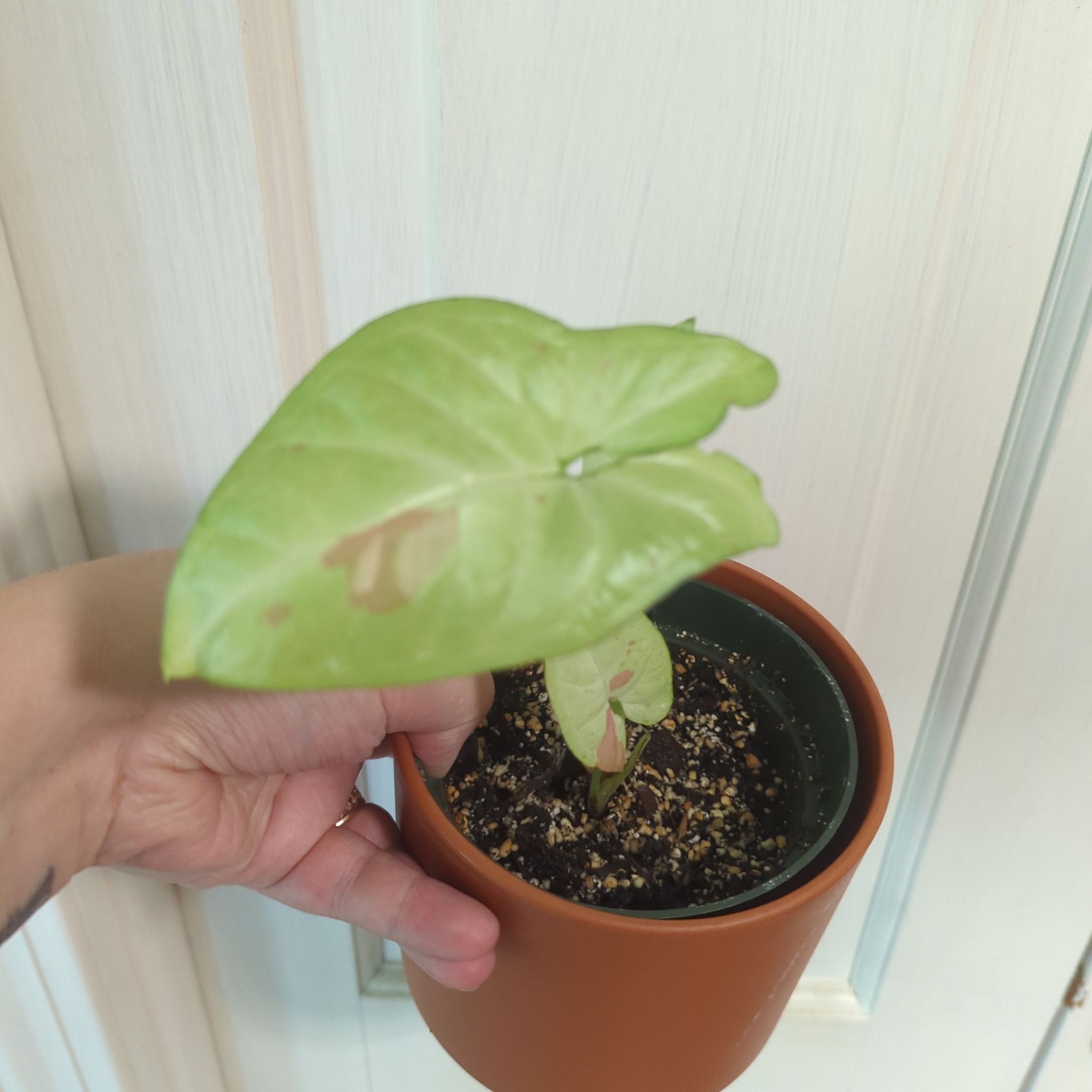 Syngonium 'Milk Confetti' plant in a pot, held by a hand, with some browning on the leaves.