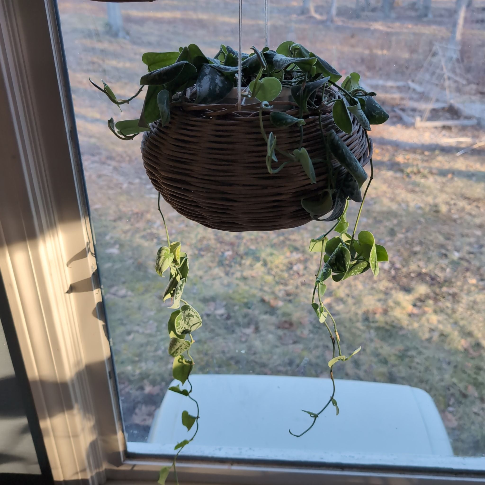 Why Are There Black Spots on My Silver Anne Pothos Leaves?