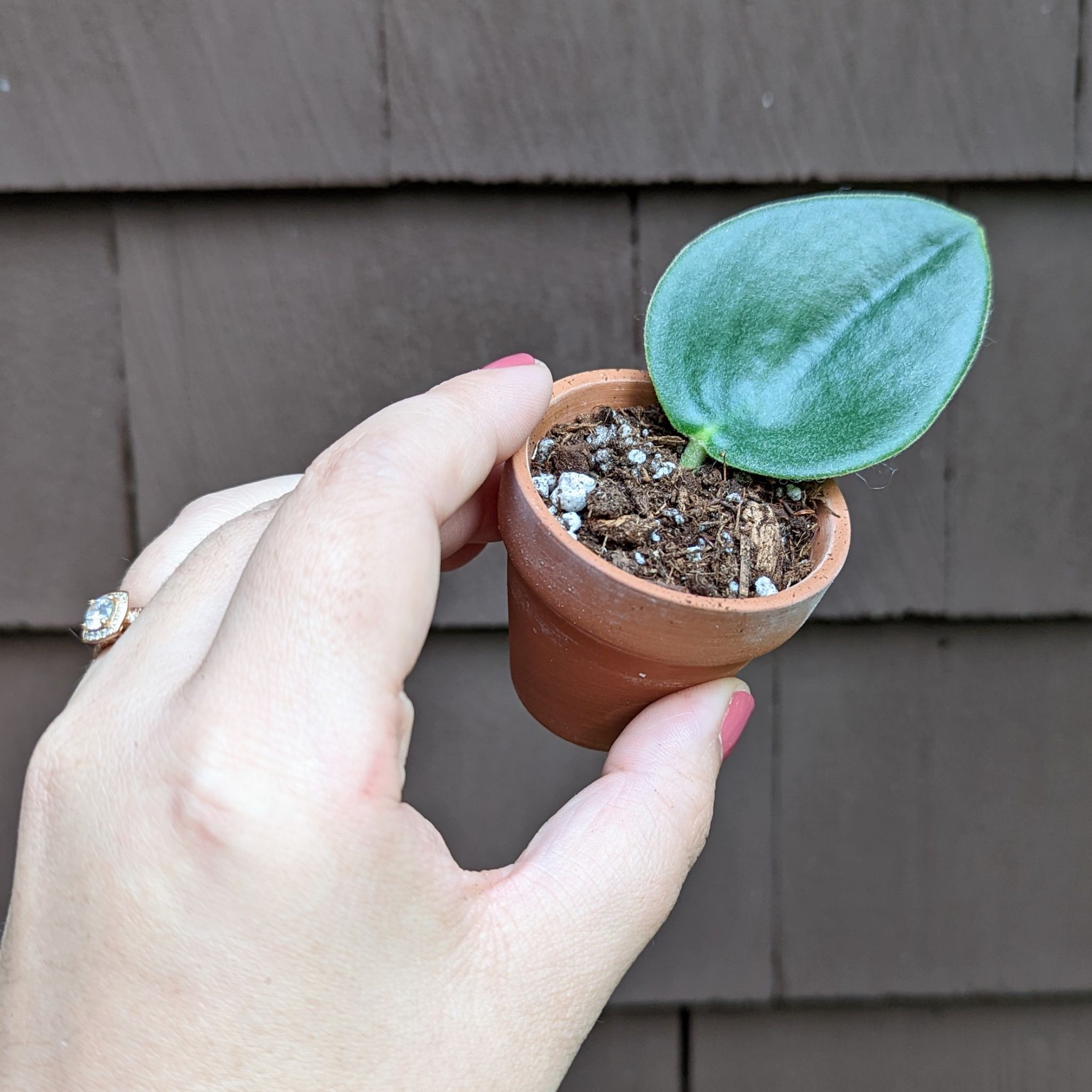 A hand holding a small pot with a Felted Peperomia plant.