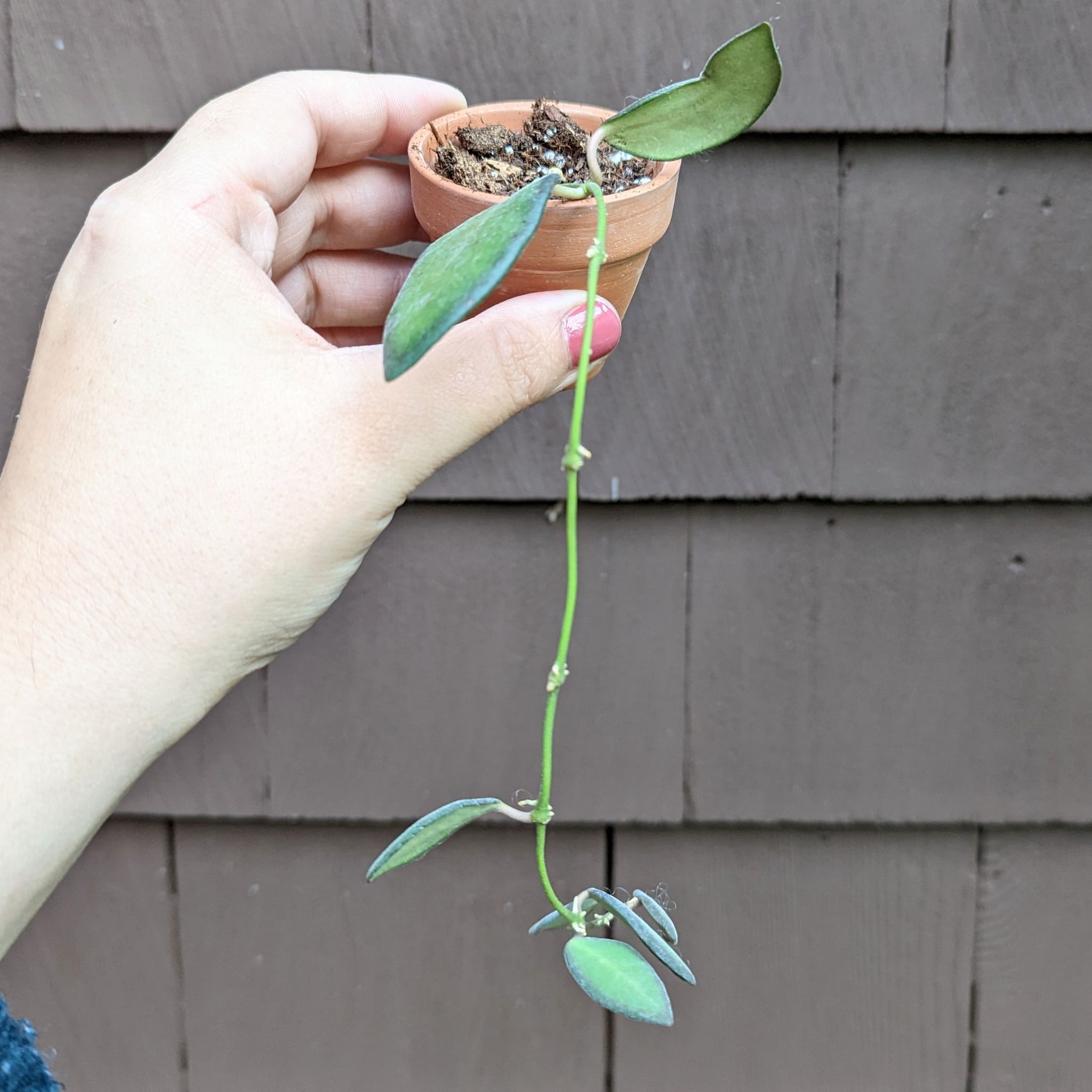 A Hoya bilobata plant in a small pot held by a hand, with green leaves and visible soil.