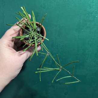 Grass-leaved Hoya plant in Portland, Maine