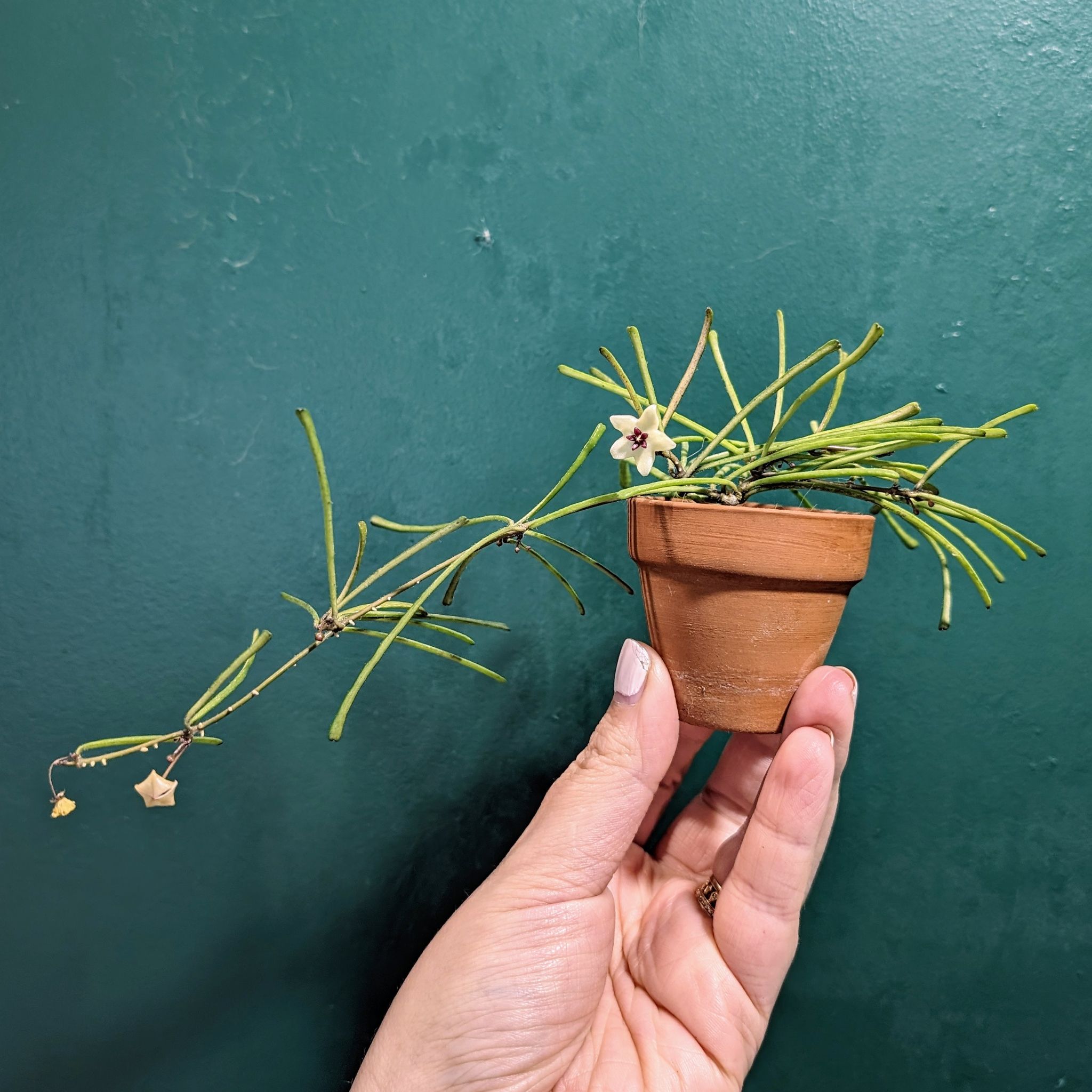 Grass-leaved Hoya plant in a small pot with a few flowers, held by a hand.