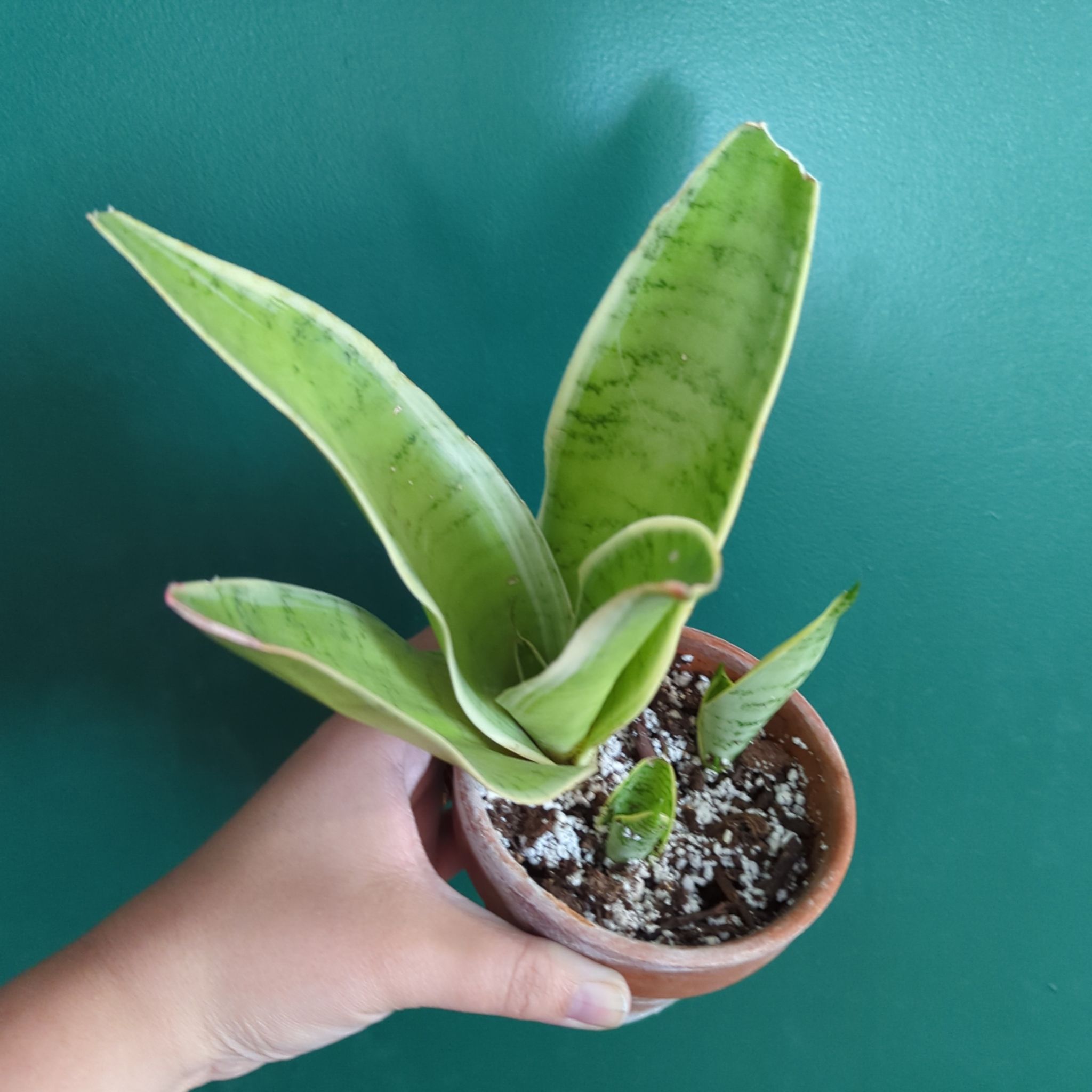 Snake Plant - Athena