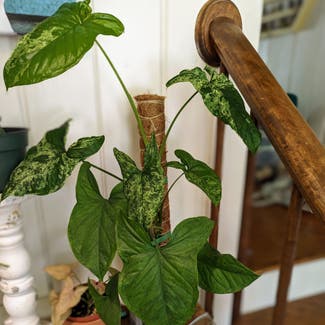 Syngonium podophyllum 'Mojito' plant in Portland, Maine