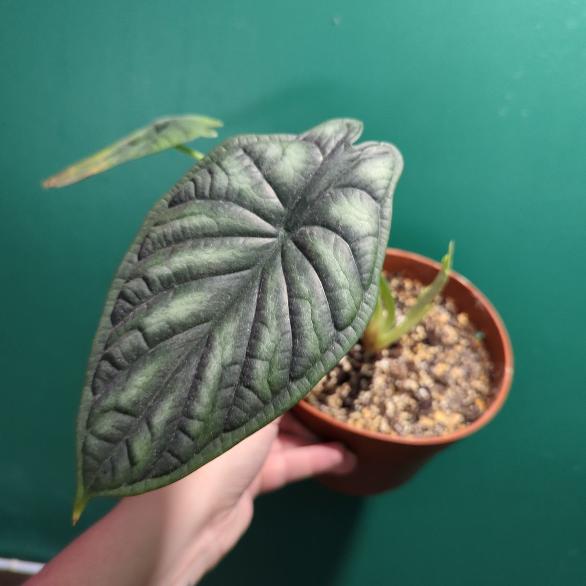 Alocasia - "Oh Yeah"