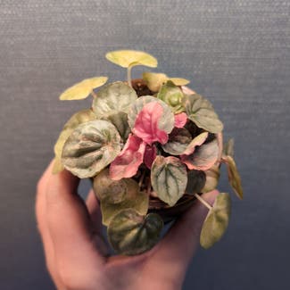Peperomia Pink Lady plant in Portland, Maine