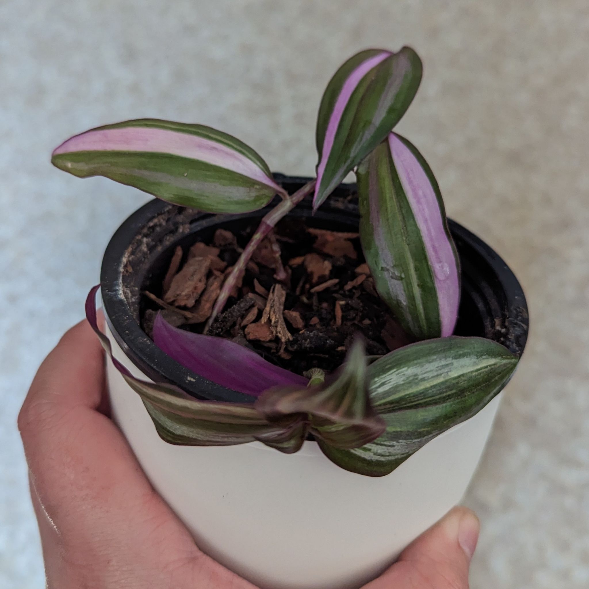 Tradescantia Quadricolor plant in a small pot, held by a hand. Leaves are green, purple, and white.