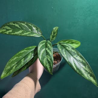 Chinese Evergreen plant in Portland, Maine
