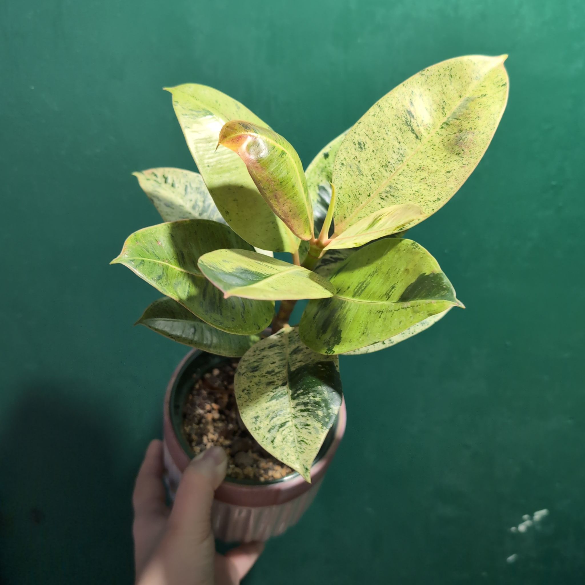 Ficus elastica 'Shivereana' plant with variegated leaves in a small pot, held by a hand.