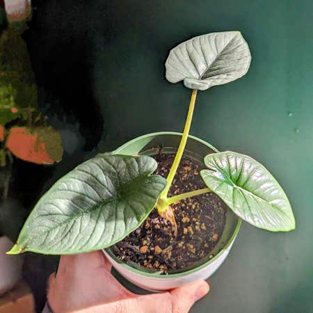 Photo of the plant species Alocasia Bisma by @PlantMompy named Alocasia - Bisma on Greg, the plant care app
