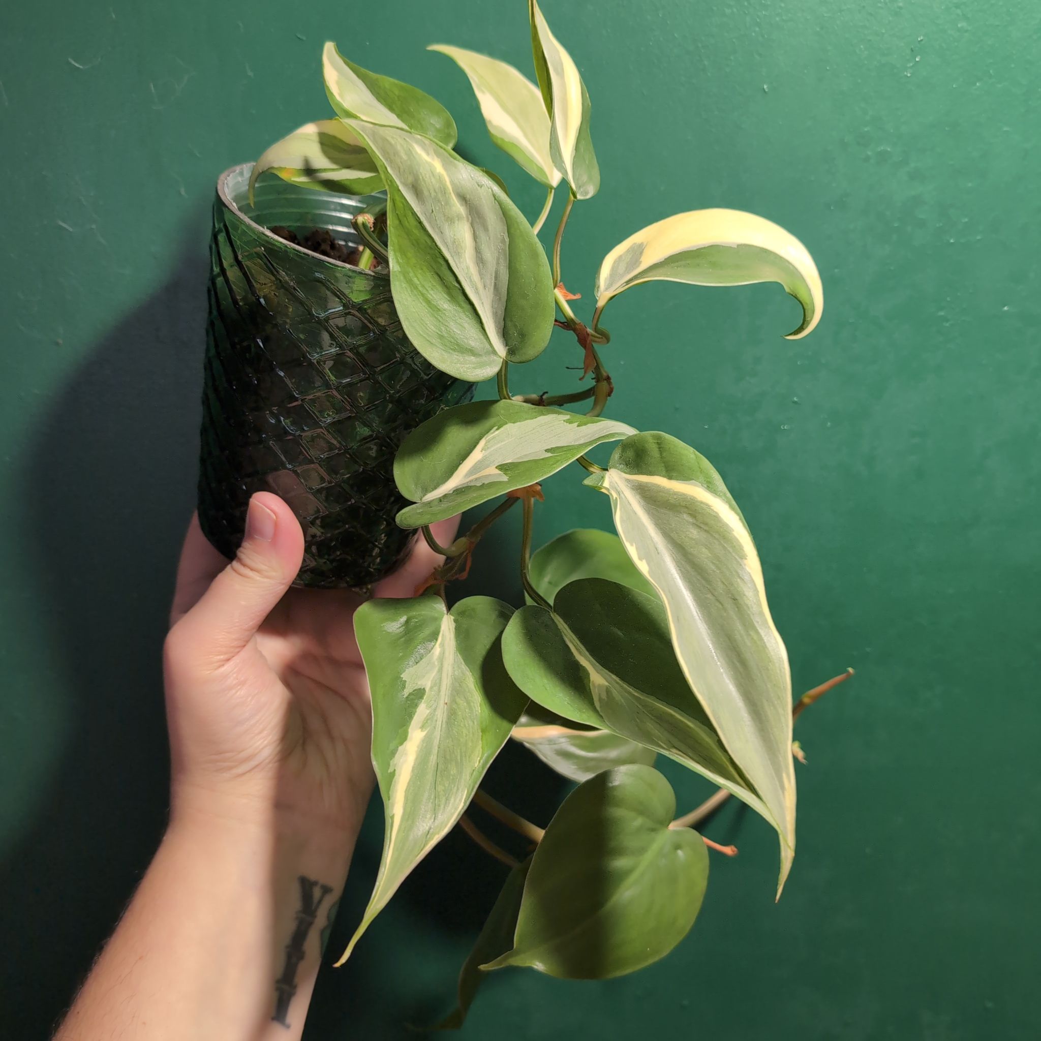 Philodendron 'Rio' plant with variegated leaves held by a hand.