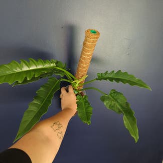 Tiger Tooth Philodendron plant in Portland, Maine