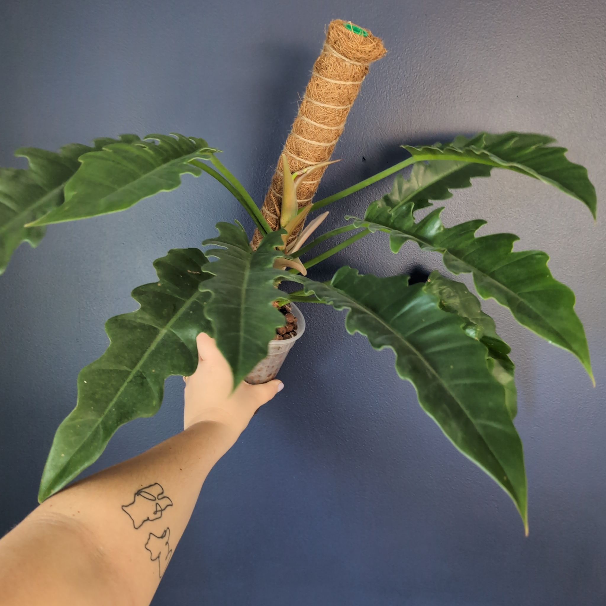Tiger Tooth Philodendron with large serrated leaves, held by a hand.