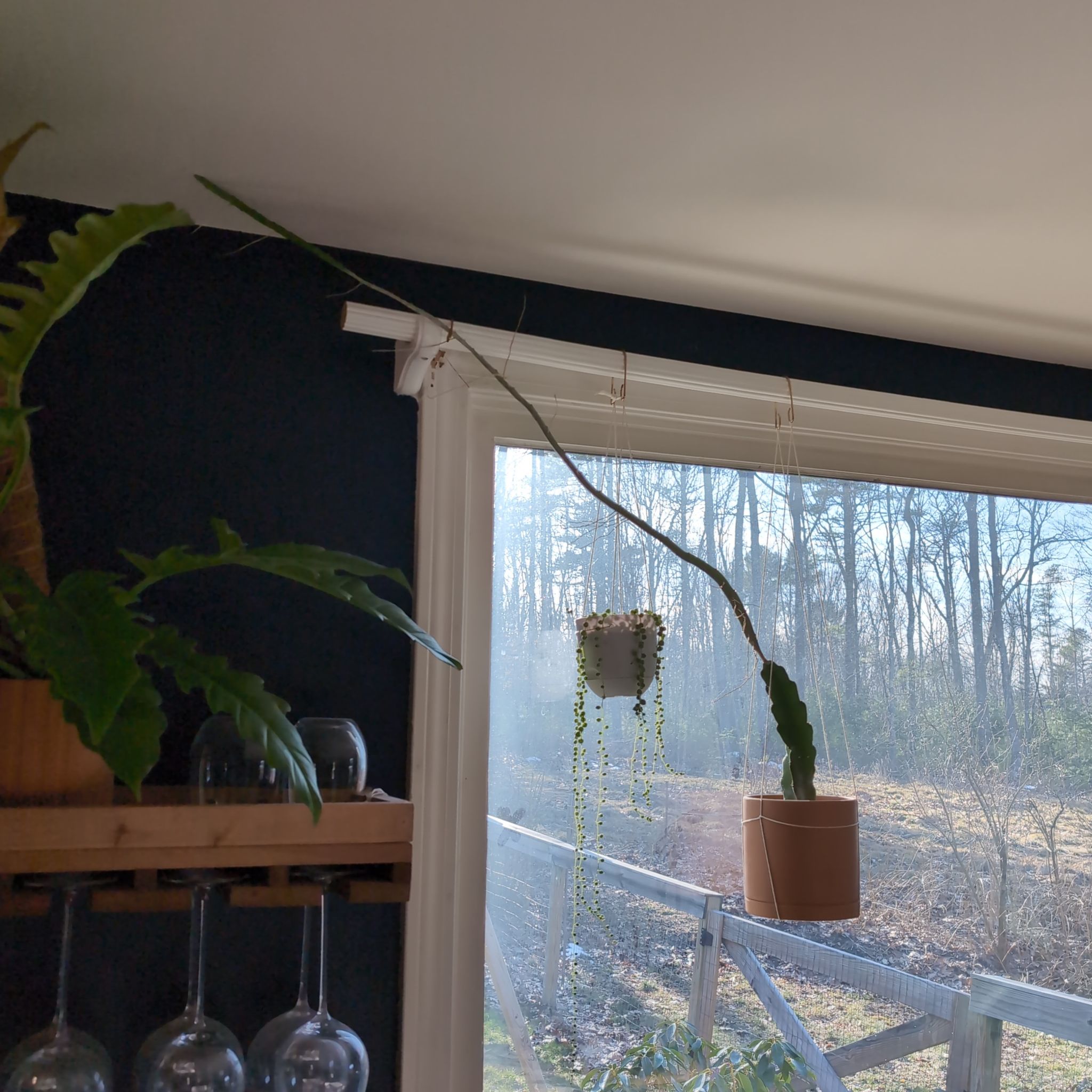 Cactus - Dragon Fruit