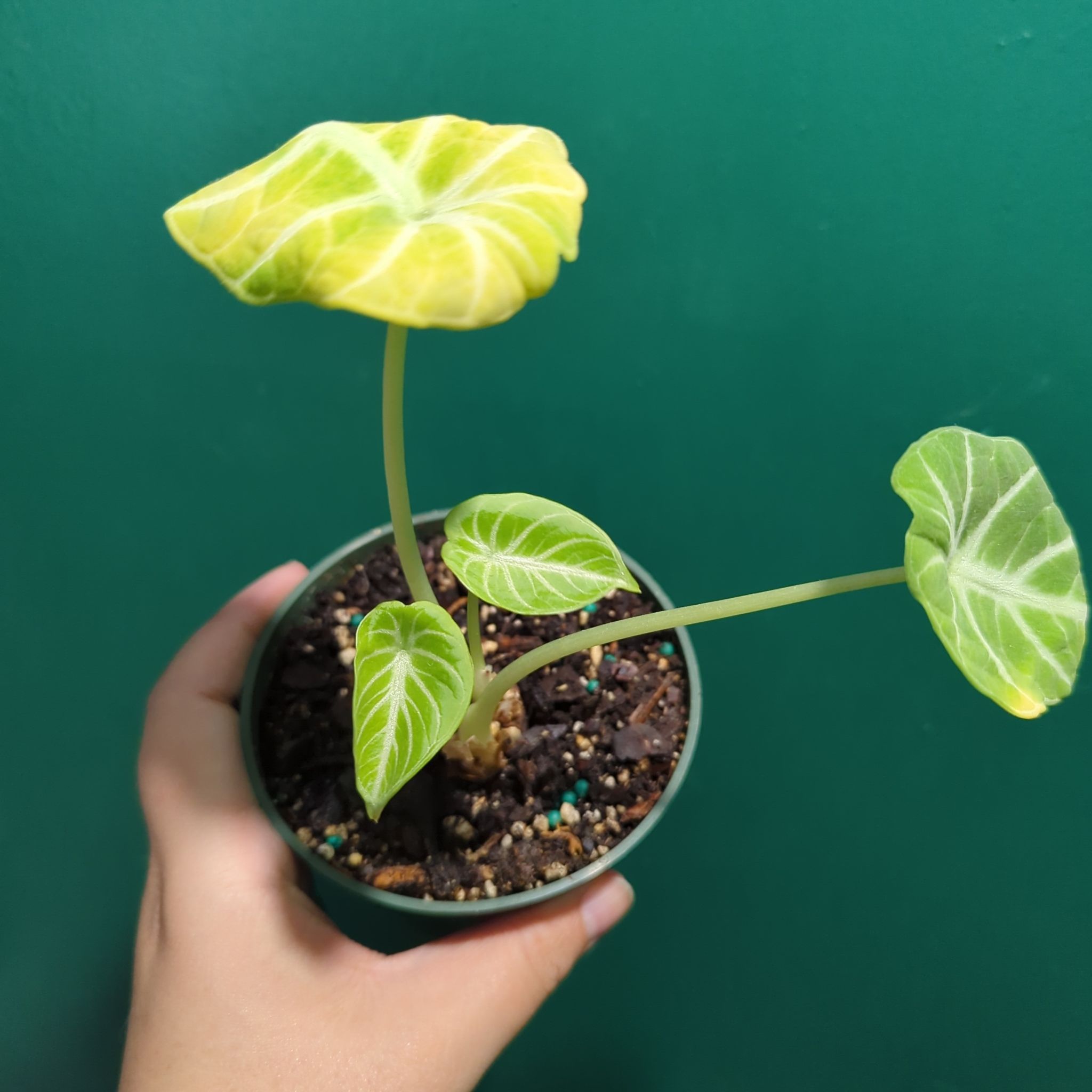 Alocasia ninja plant with three leaves, one yellowing, held by a hand.