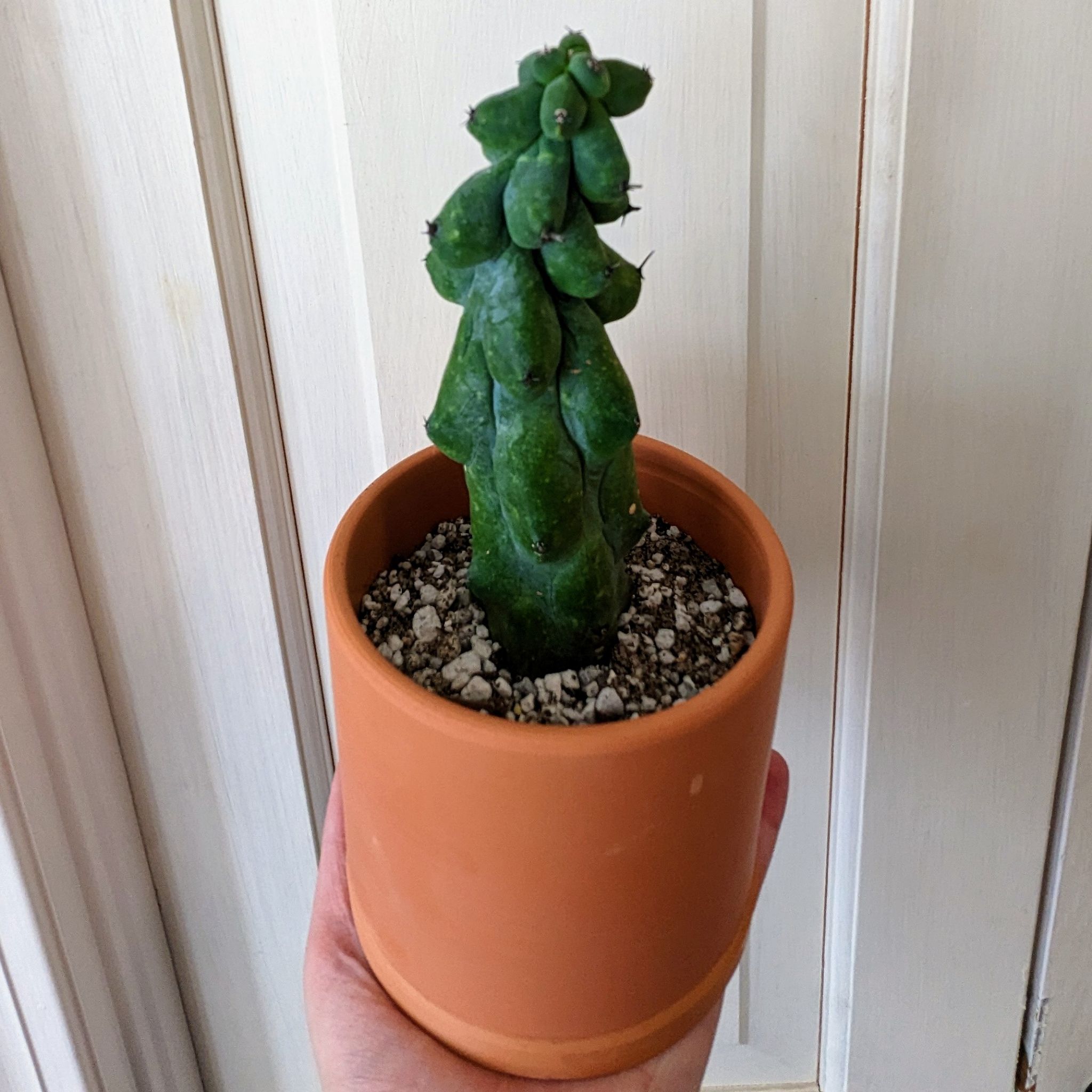 Cacti - Myrtillocactus Geometrizans