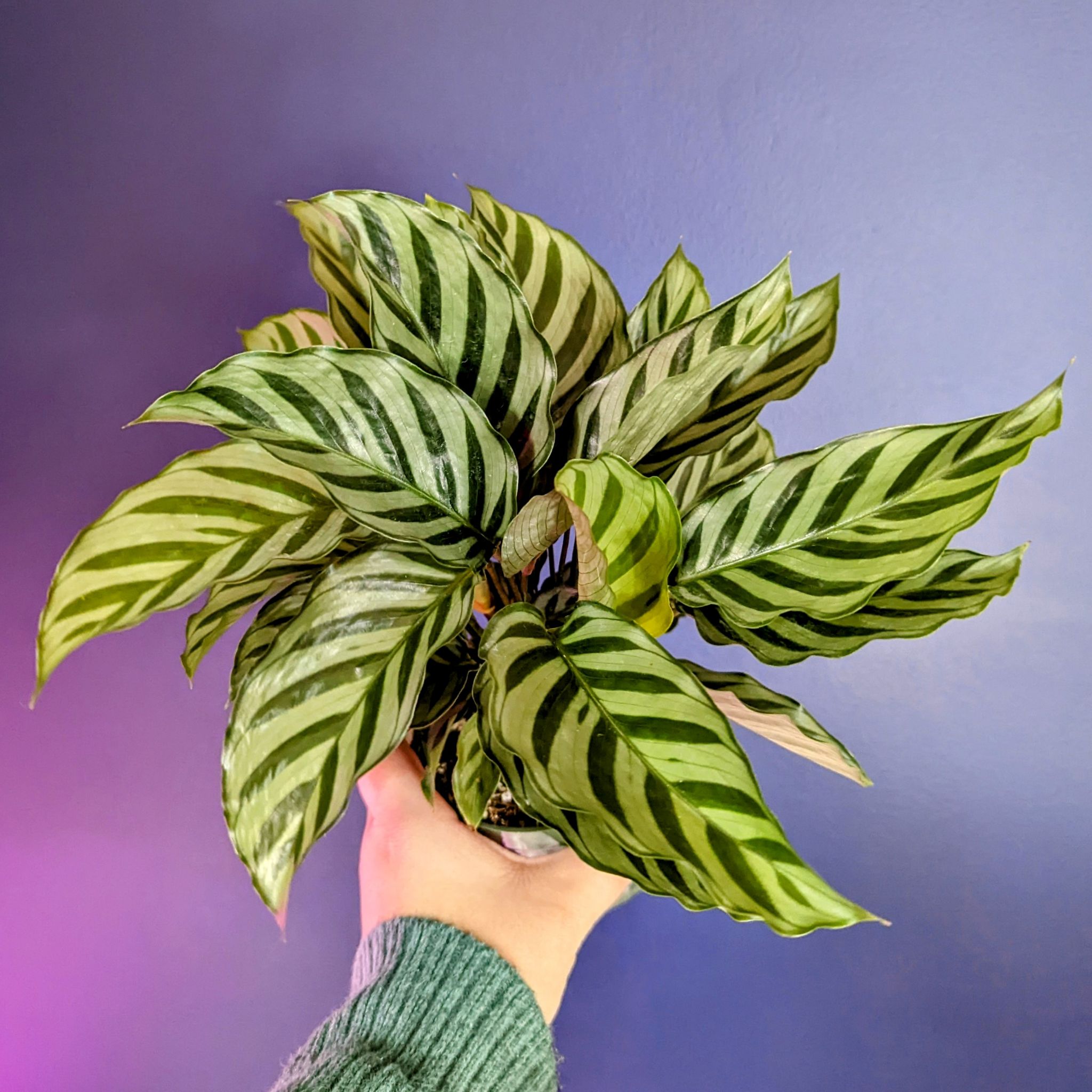 Photo of the plant species Calathea 'Freddie' by @PlantMompy named Calathea - Freddie on Greg, the plant care app