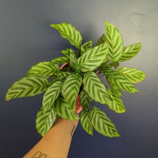 Calathea 'Freddie' plant in Portland, Maine