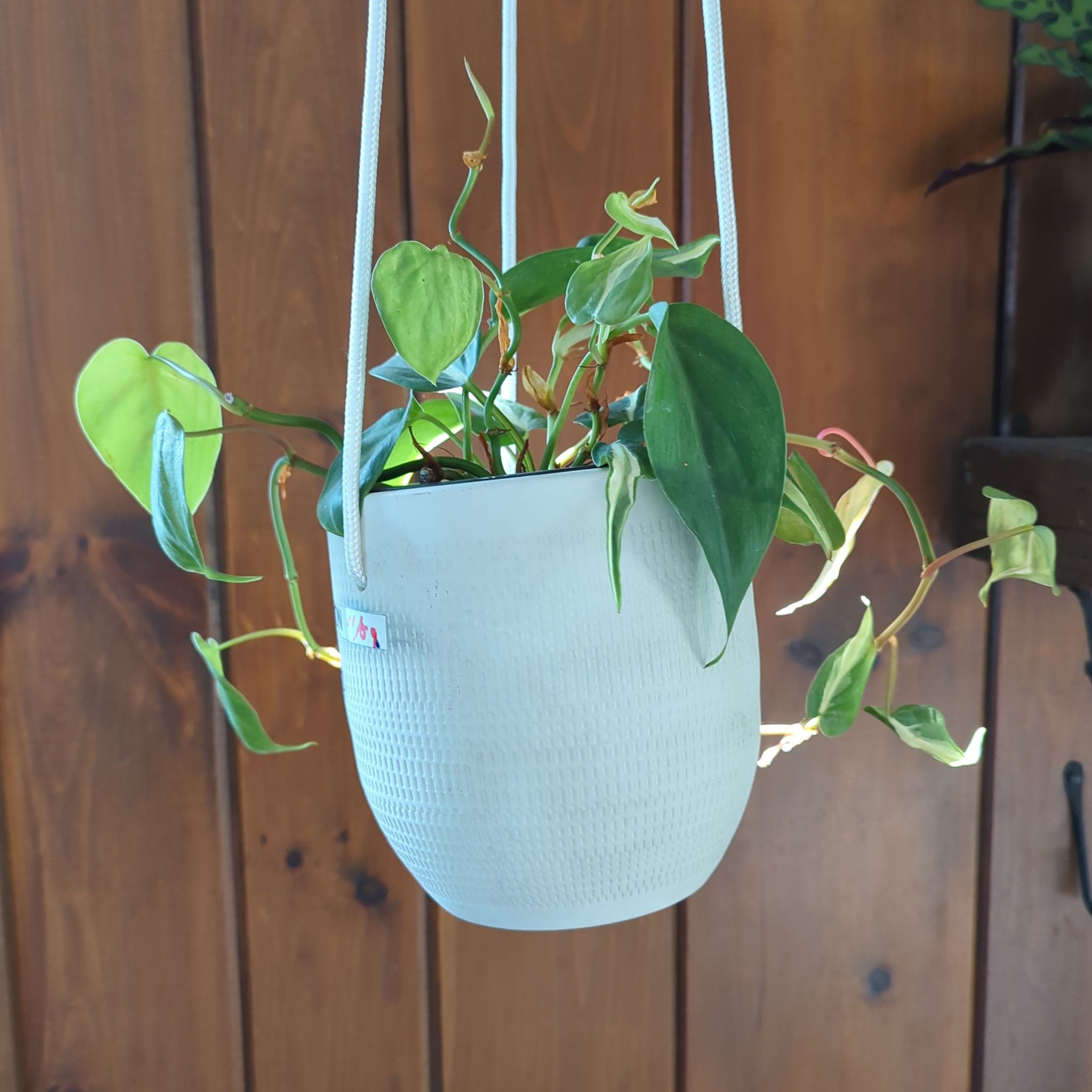 Silver Stripe Philodendron in a hanging pot with vibrant green leaves and silver stripes.