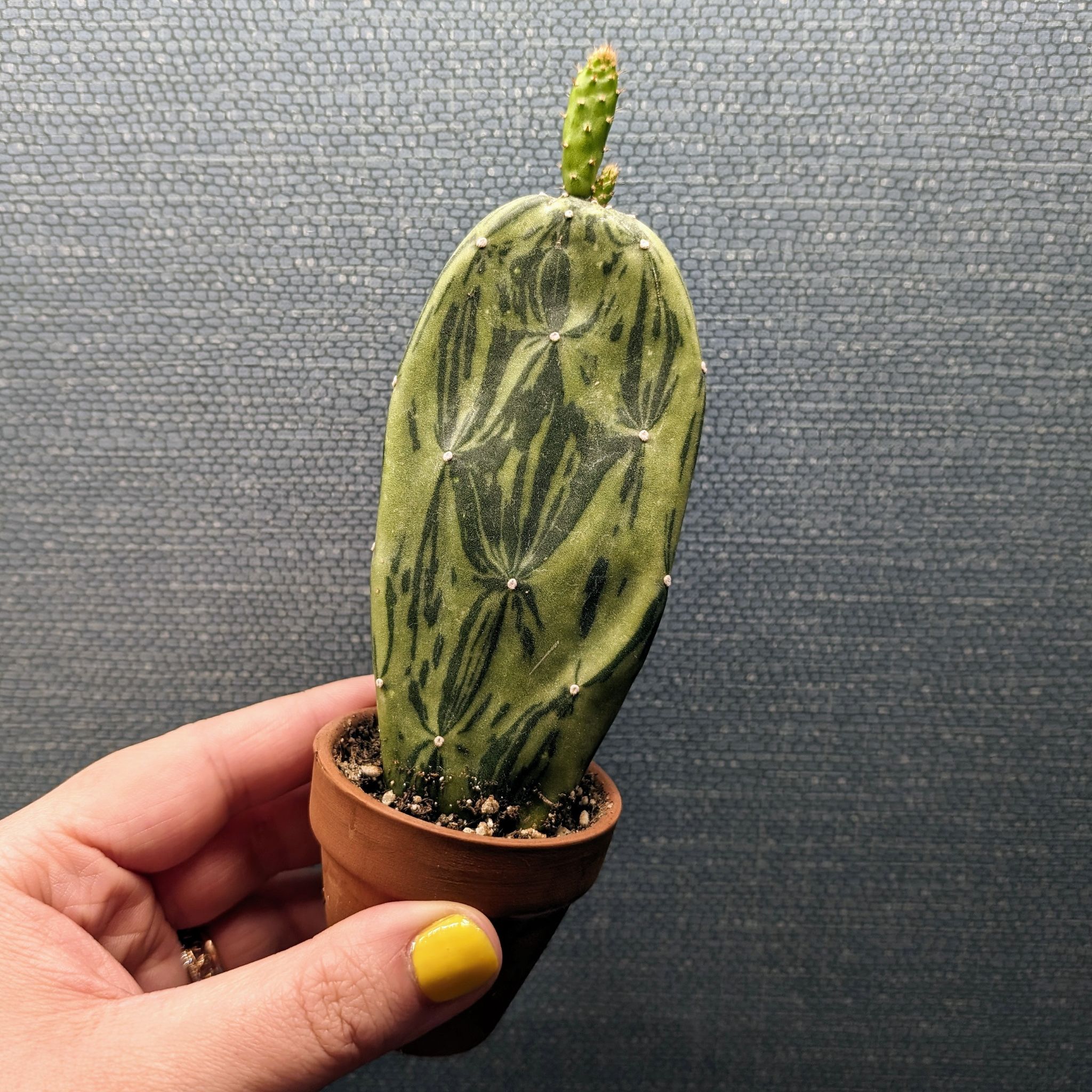 A healthy Sunburst Prickly Pear cactus in a small pot, held by a hand with yellow nail polish.