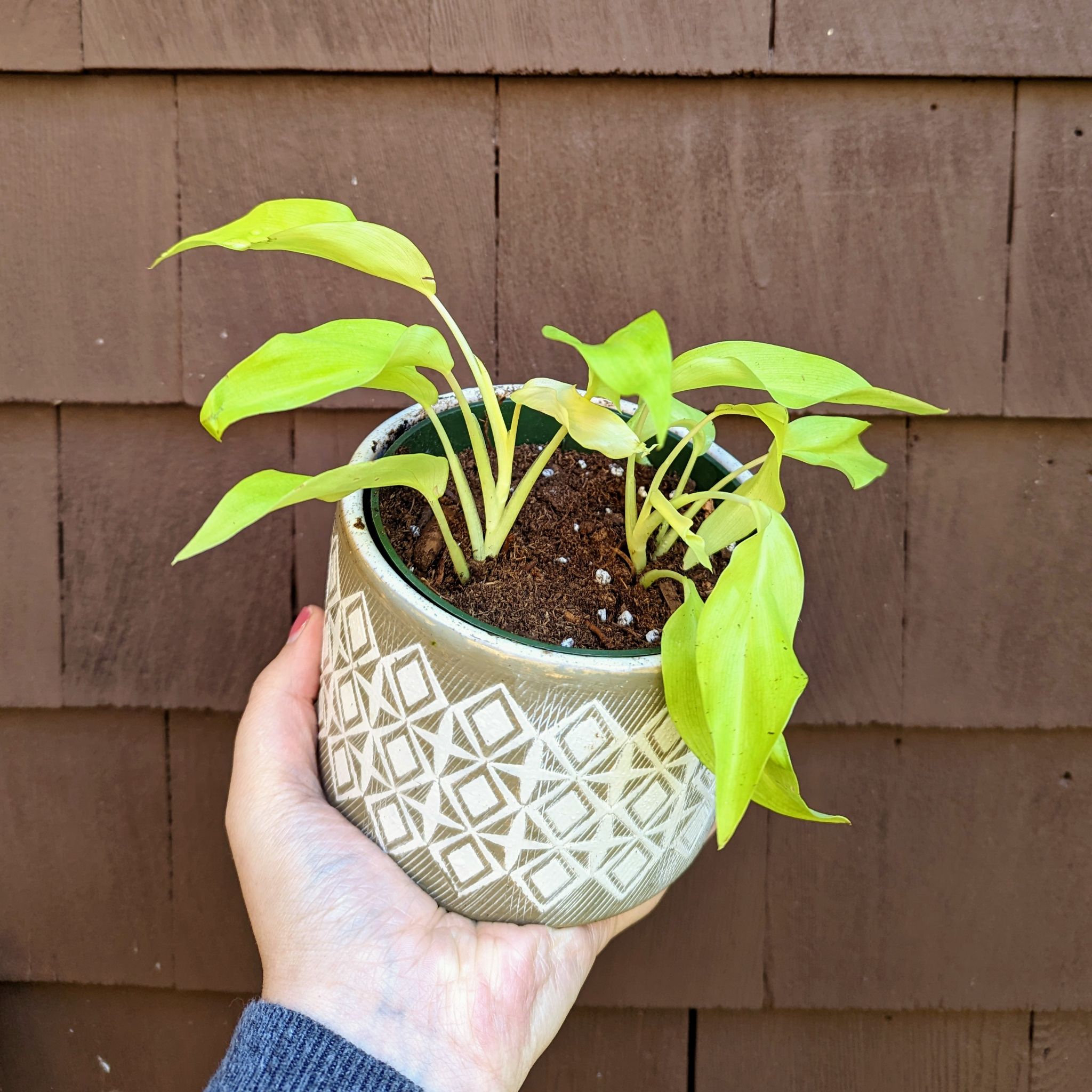 Potted Philodendron 'Malay Gold' plant with visible soil, held by a hand.