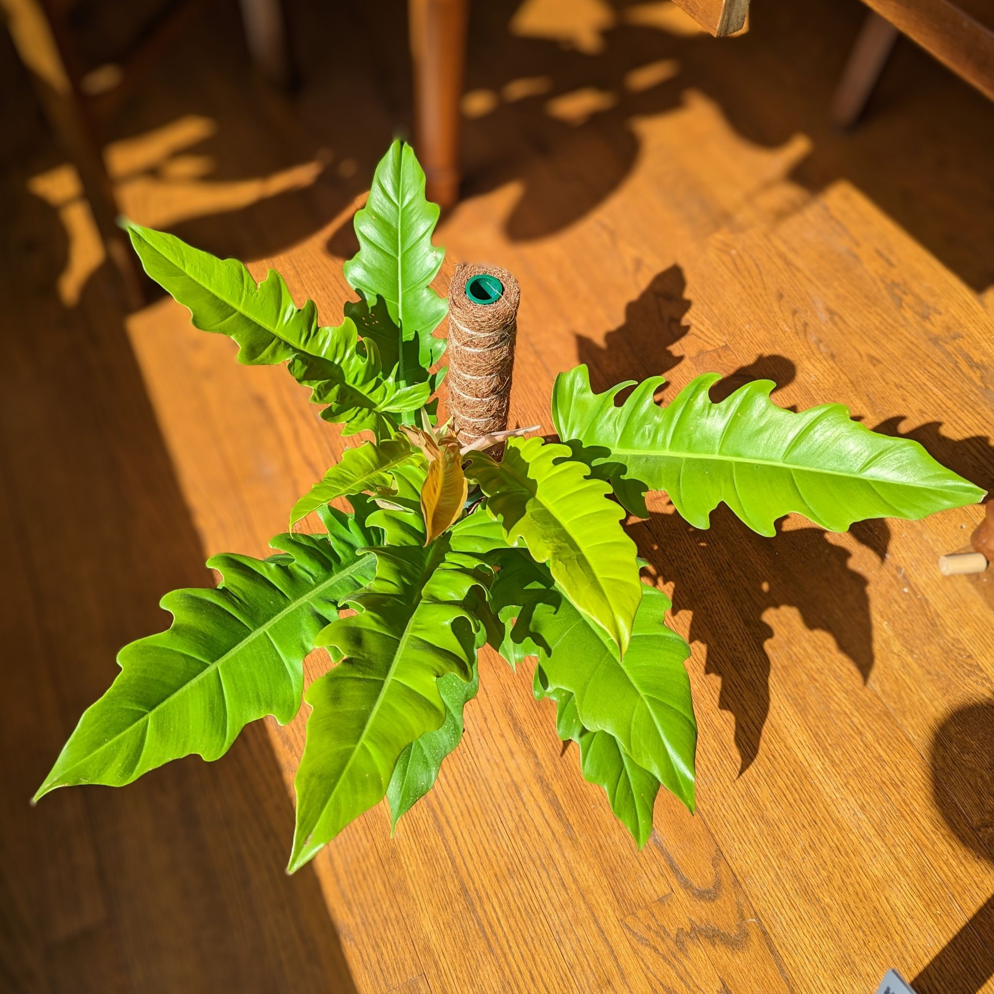 Photo of the plant species Golden Crocodile by @PlantMompy named Philodendron - Golden Crocodile on Greg, the plant care app