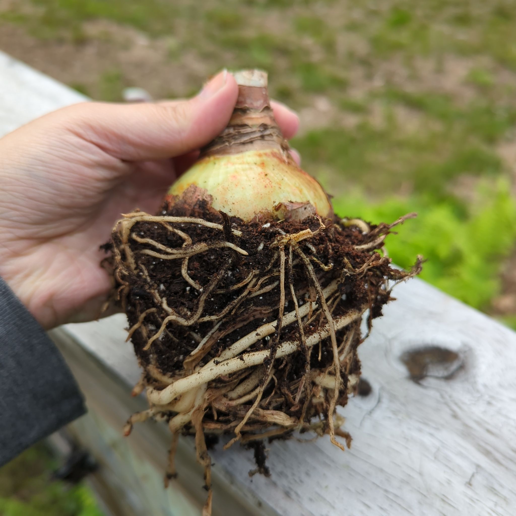 Hand holding a Hippeastrum 'Red Lion' bulb with visible roots.