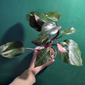 Pink Princess Philodendron plant in Portland, Maine