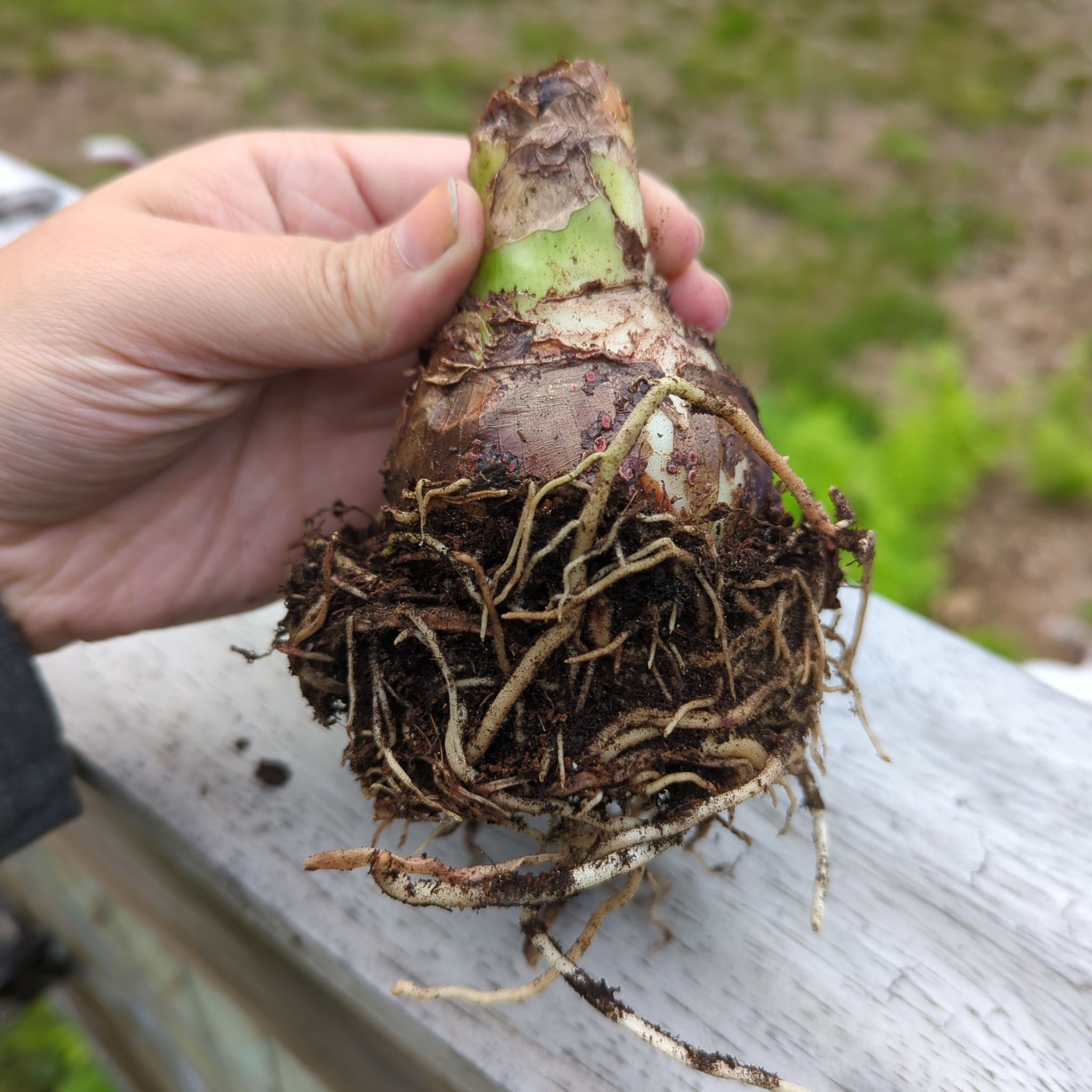 Hippeastrum 'Red Lion' bulb with visible roots held by a hand.