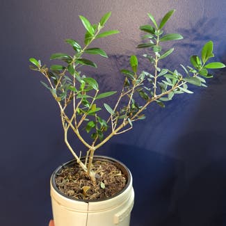 Olive Tree plant in Portland, Maine