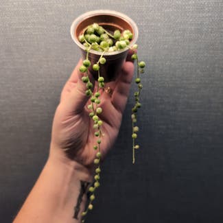 Variegated String of Pearls plant in Portland, Maine
