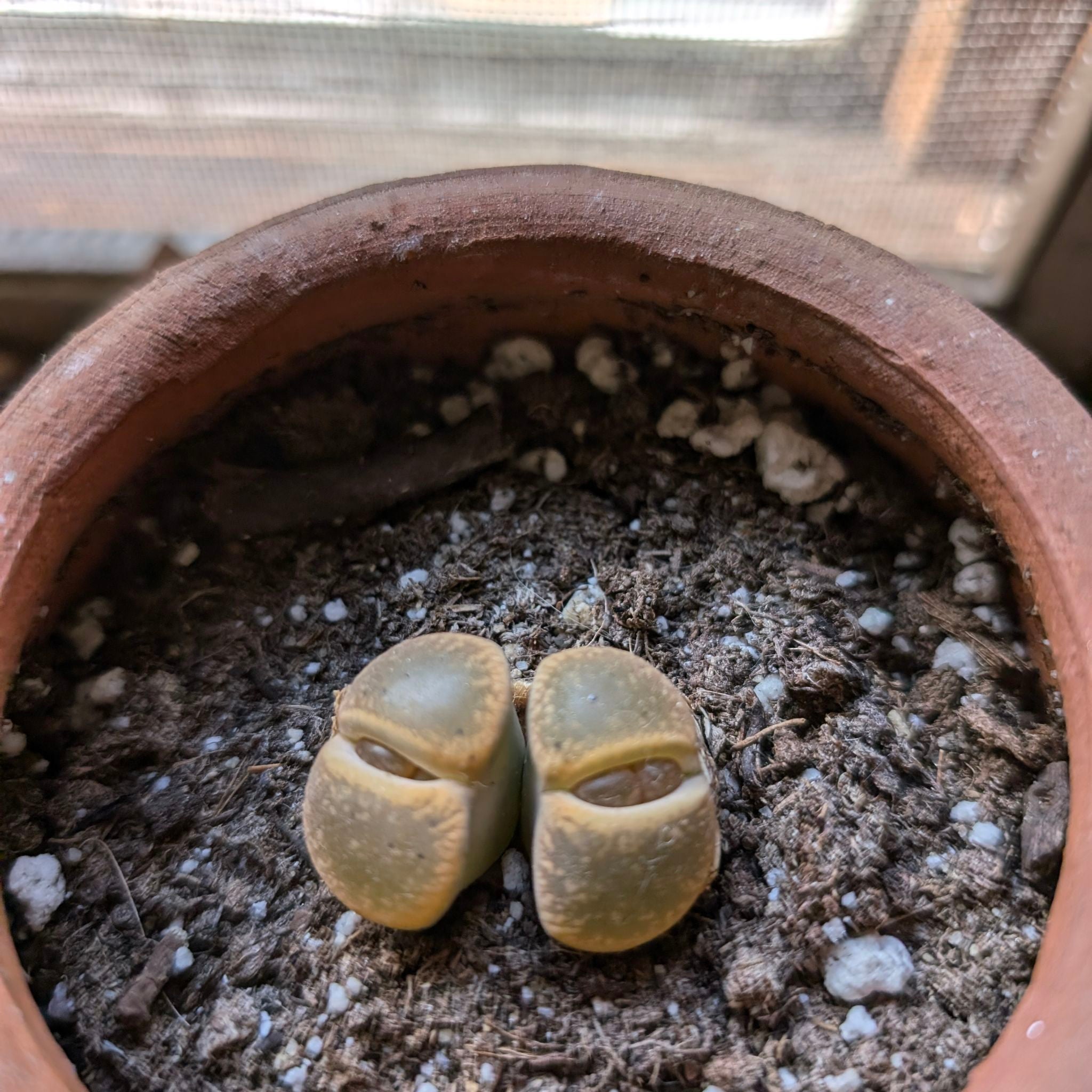 Succulent, Lithops - "Mochi"