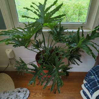 Split Leaf Philodendron plant in Portland, Maine