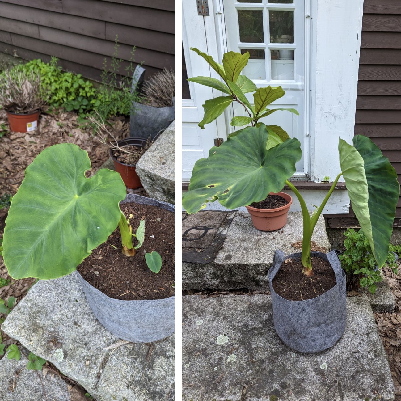 Outdoor - Elephant Ears