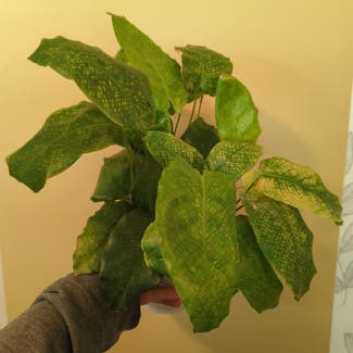 Calathea Musaica plant in Portland, Maine