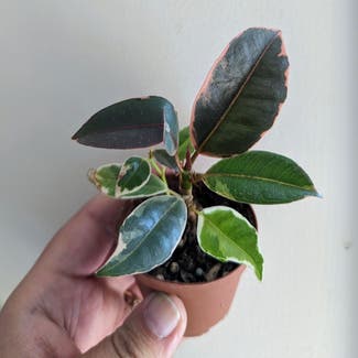 Ficus 'Ruby' plant in Portland, Maine